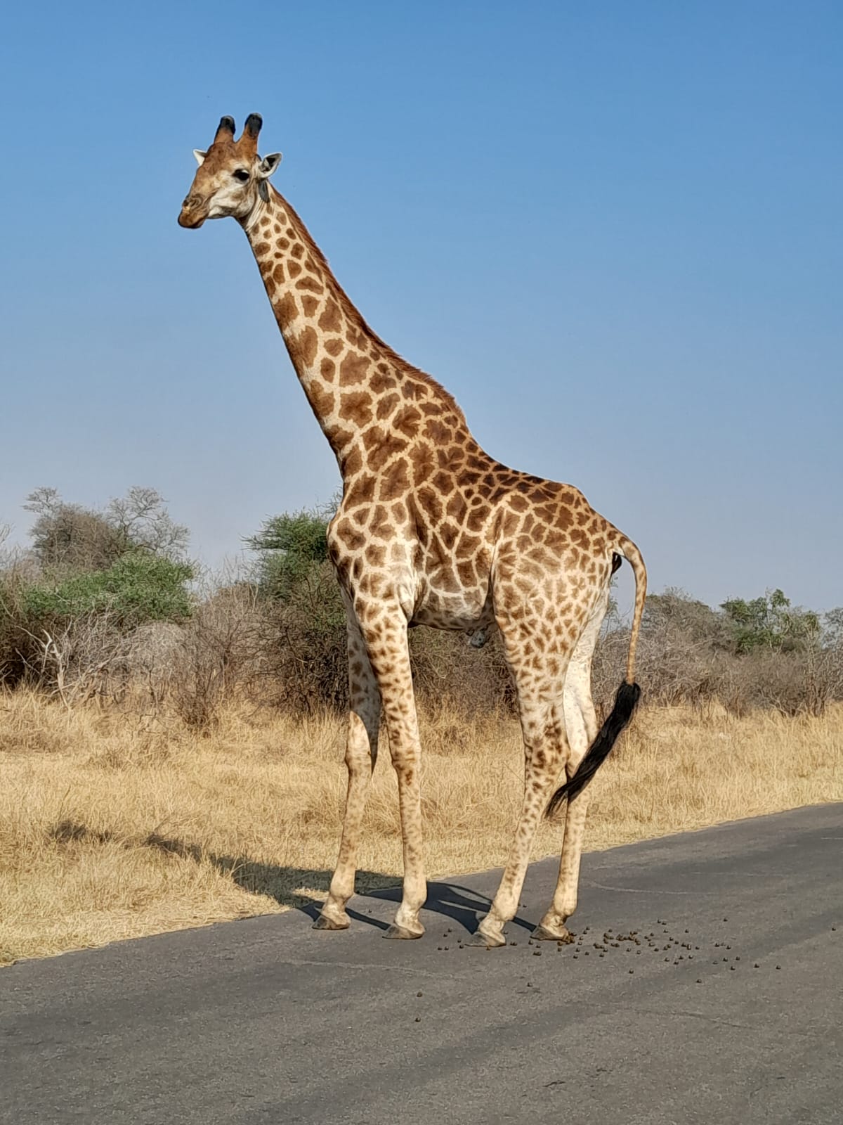 WhatsApp Image 2024-11-04 at 08.35.40