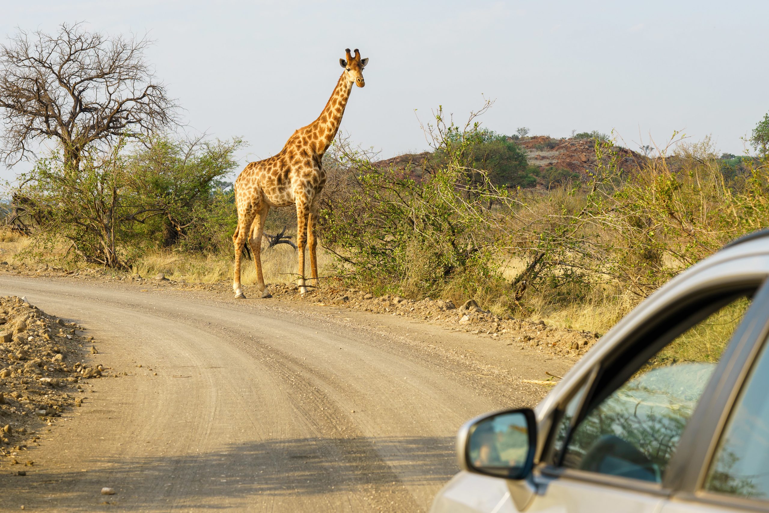 A closeup shot of a silver car approaching a giraffe in the safari