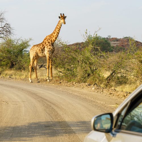 A closeup shot of a silver car approaching a giraffe in the safari